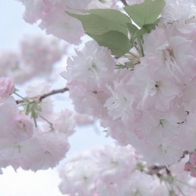 乌苏福瑞交流群